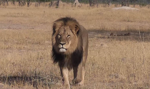 Cecil, the lion